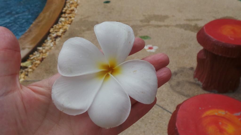 plumeria kädellä