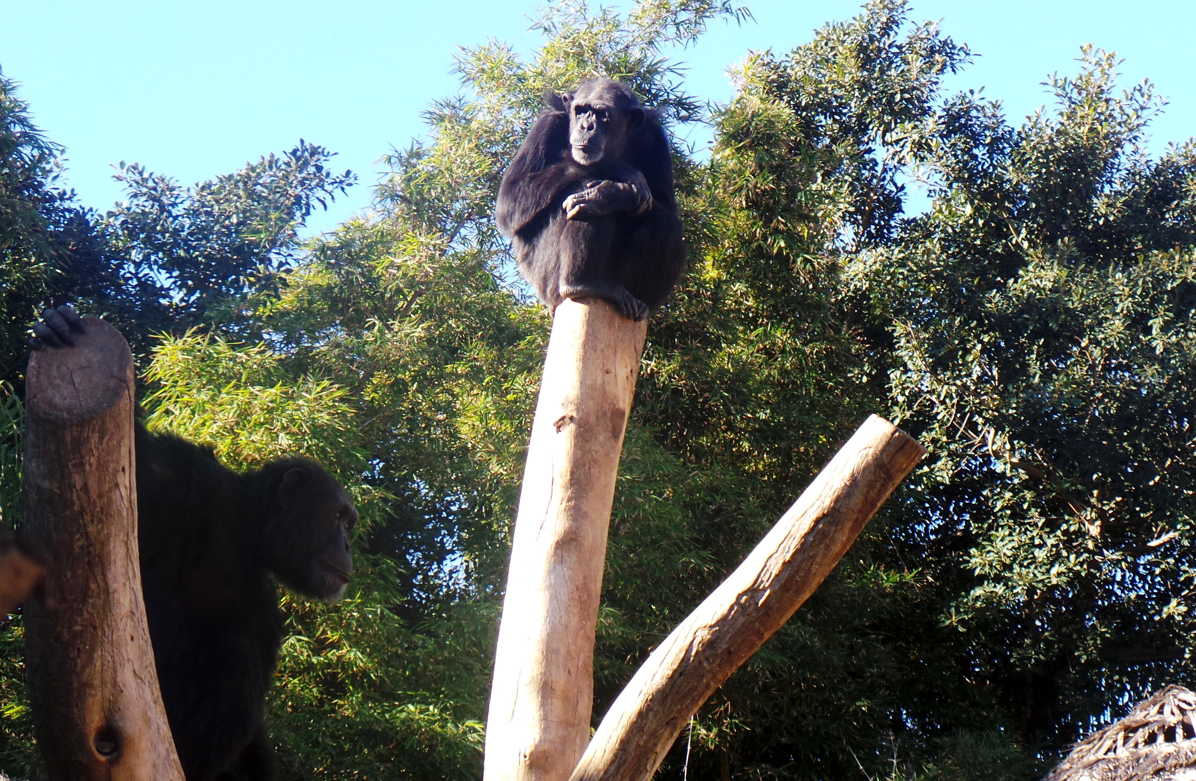 simpanssit